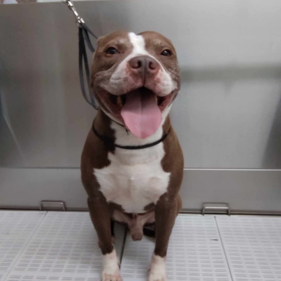 Pretty Paws Pet Spa Facebook ad