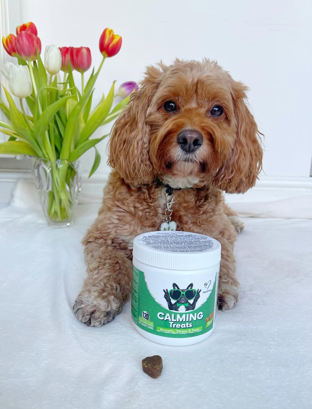 Nutri Paw Facebook ad