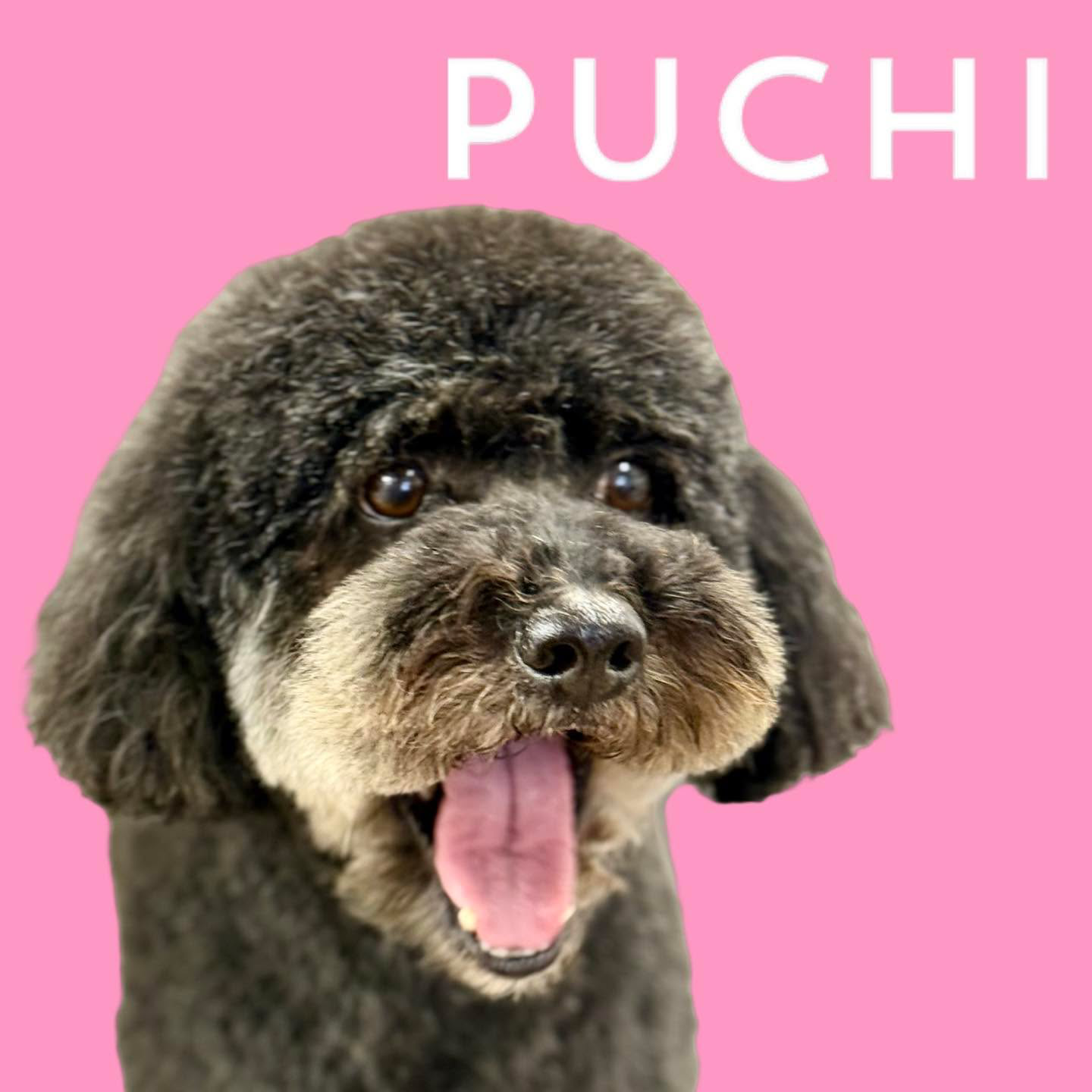 Puchi Dog Grooming Jersey Facebook ad