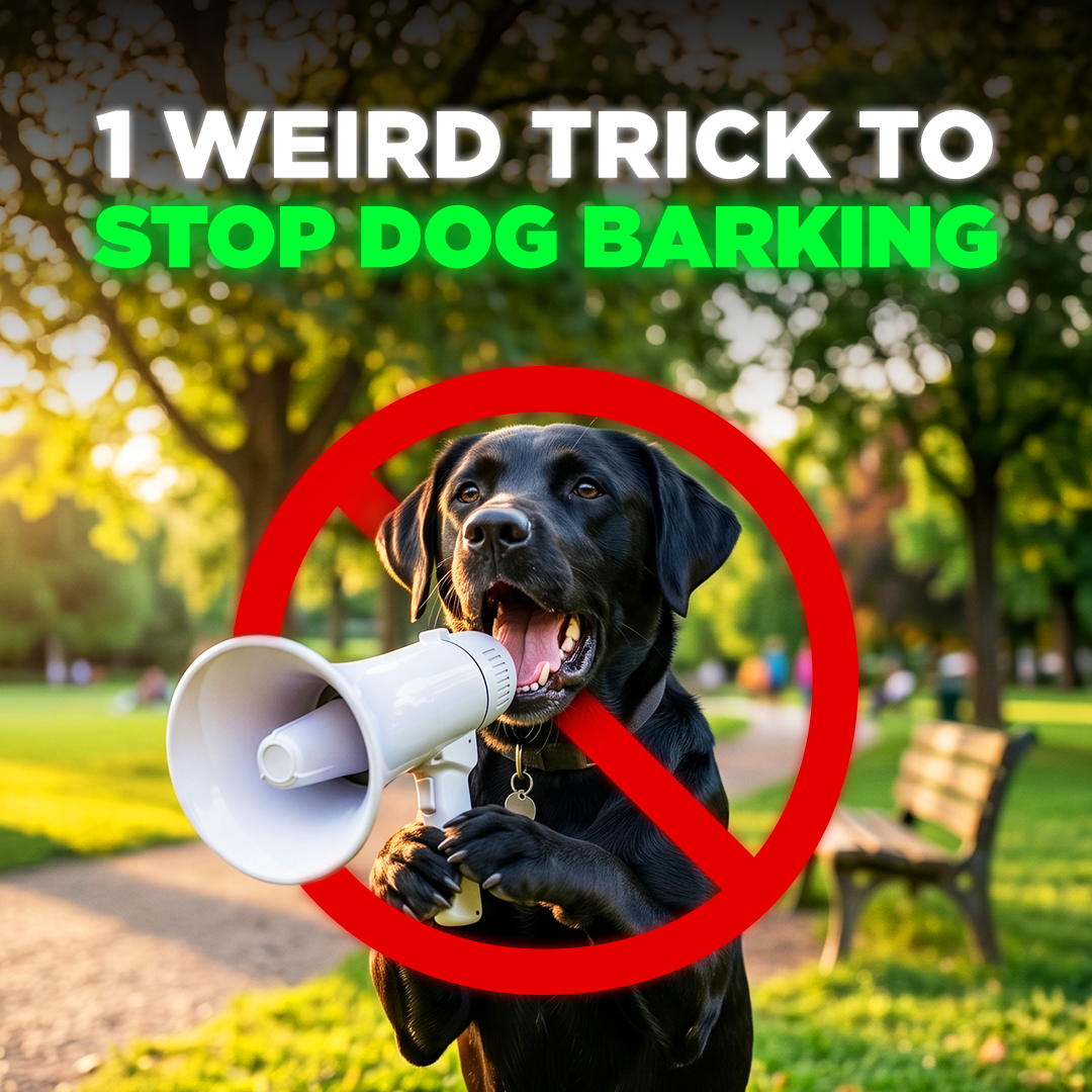 Mike James Dog Training Facebook ad