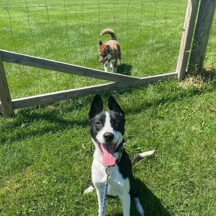 Unleashed K9 Academy, LLC Facebook ad: If your dog is pulling on the leash…
