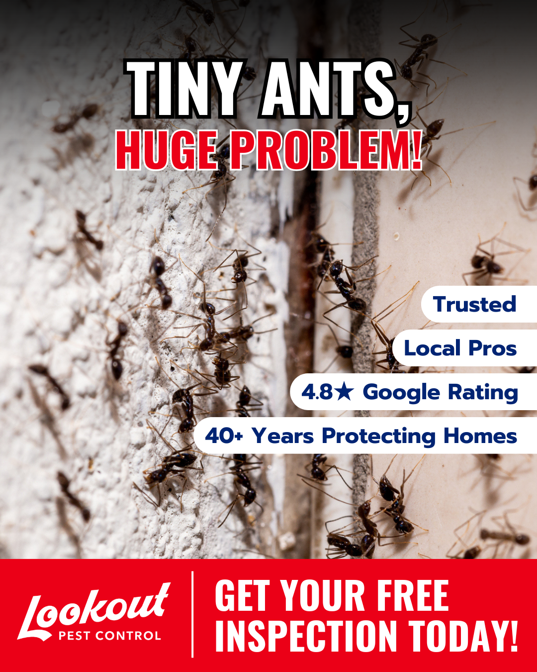 Lookout Pest Charlotte Facebook ad: Keep Ants Out This Spring!