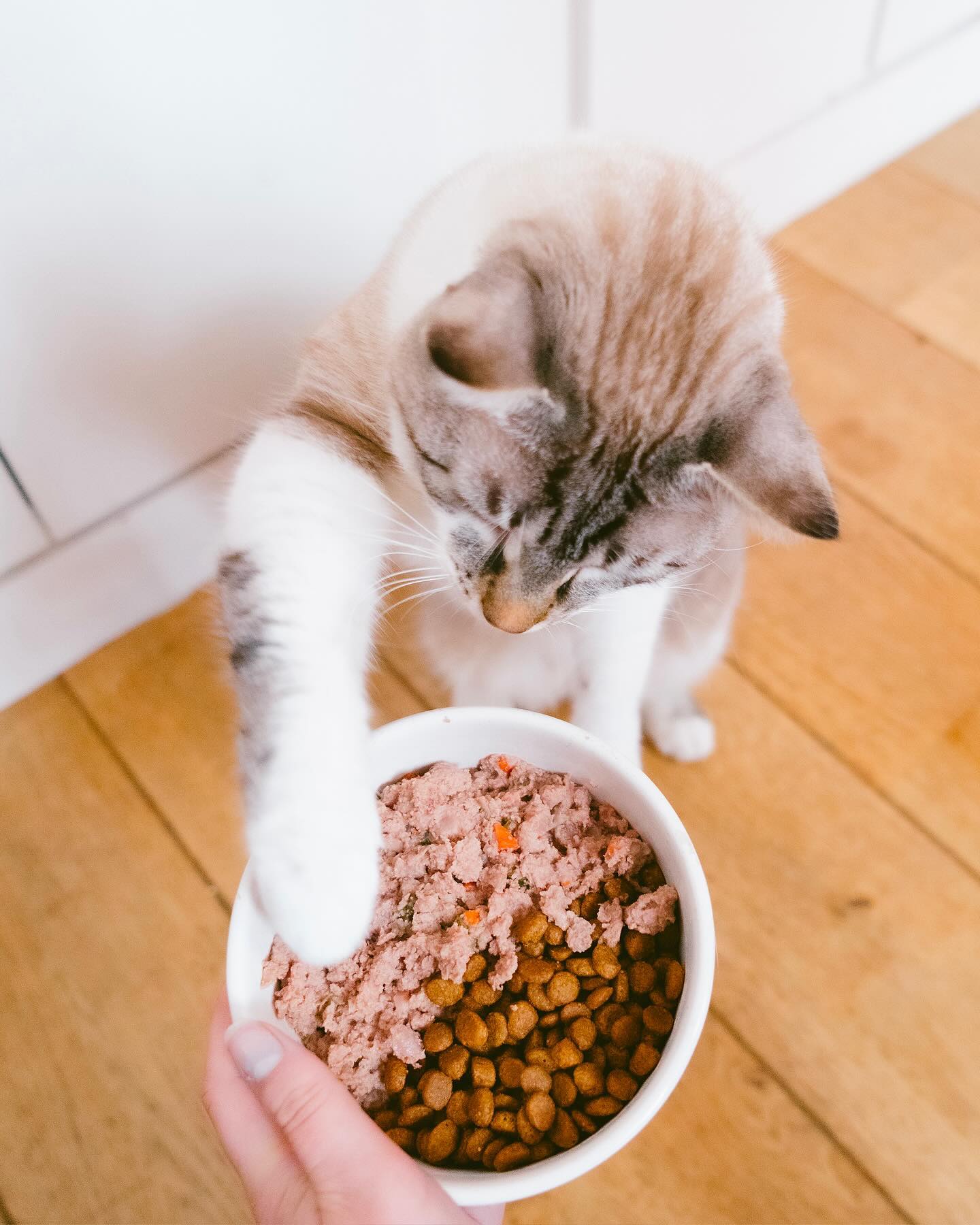 Cat Chef Facebook ad