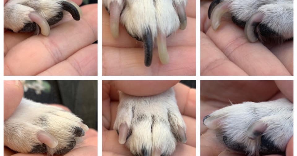 Pampered Paws Mobile Peticures LLC Facebook ad