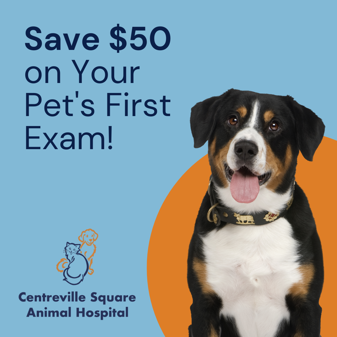 Centreville Square Animal Hospital Facebook ad: New to Centreville Square Animal Hospital?