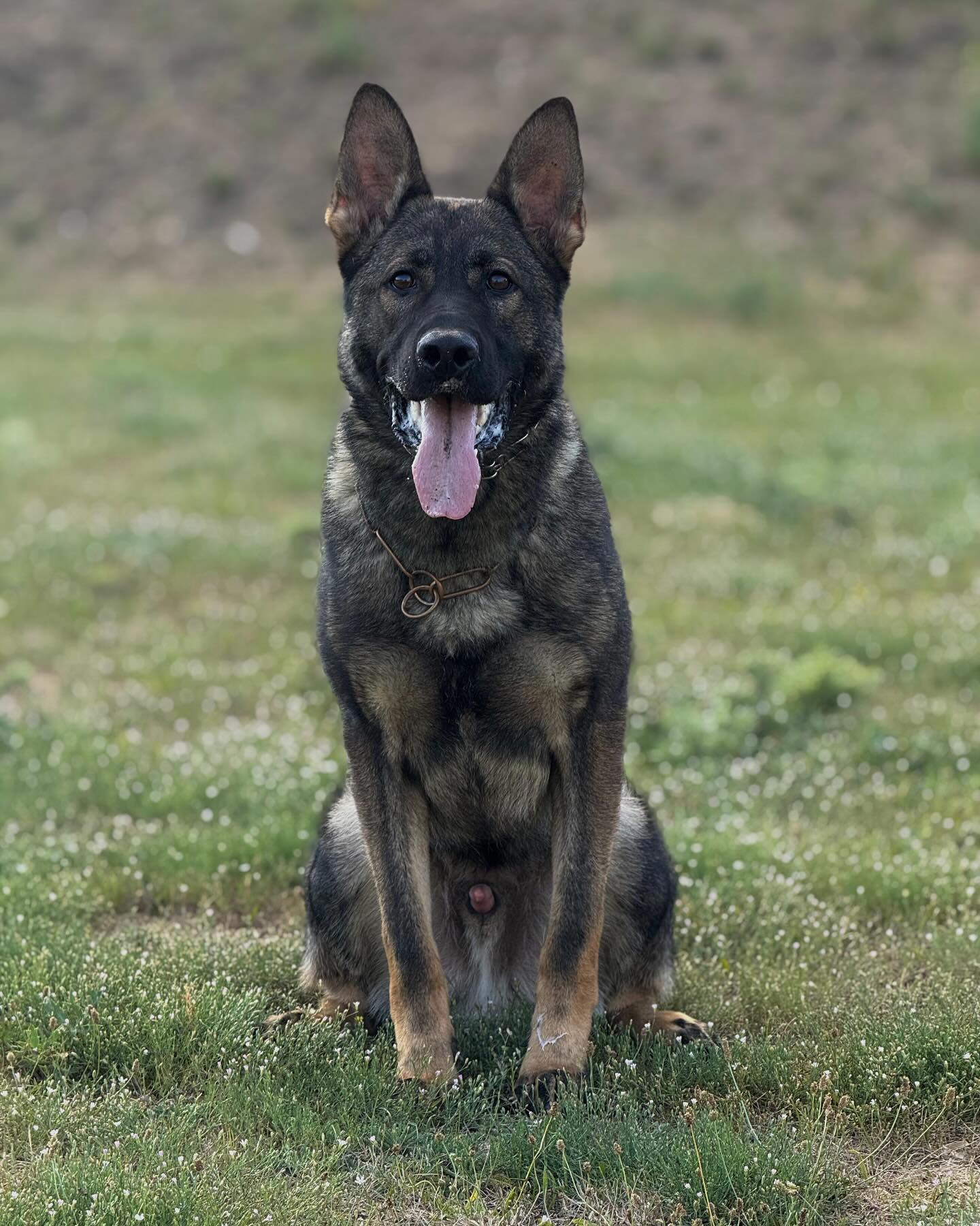 Specialty Dog Training Facebook ad: Available Protection Companion