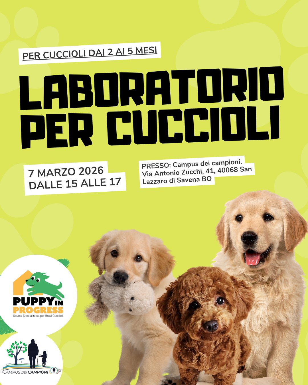 Puppy in Progress - Scuola specialistica per bravi cuccioli Facebook ad: I primi mesi non tornano.