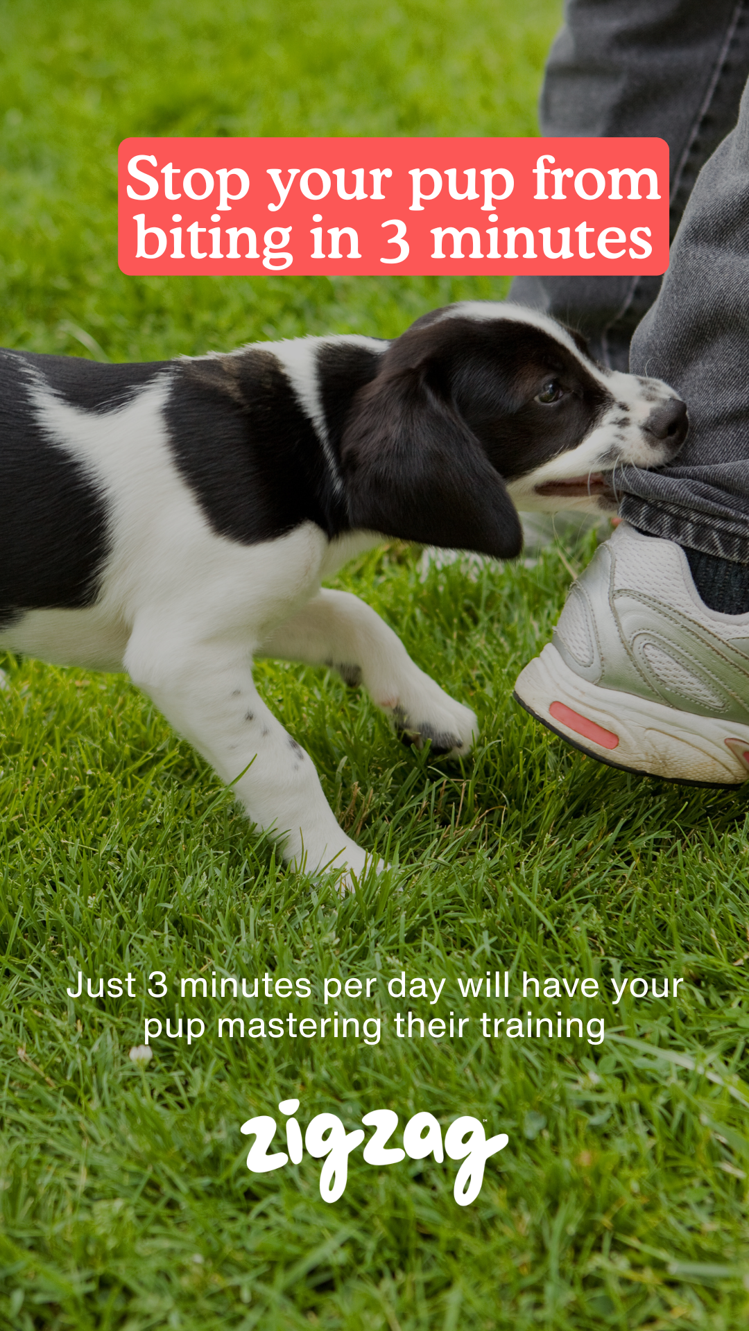 Zigzag Puppy Coach Facebook ad