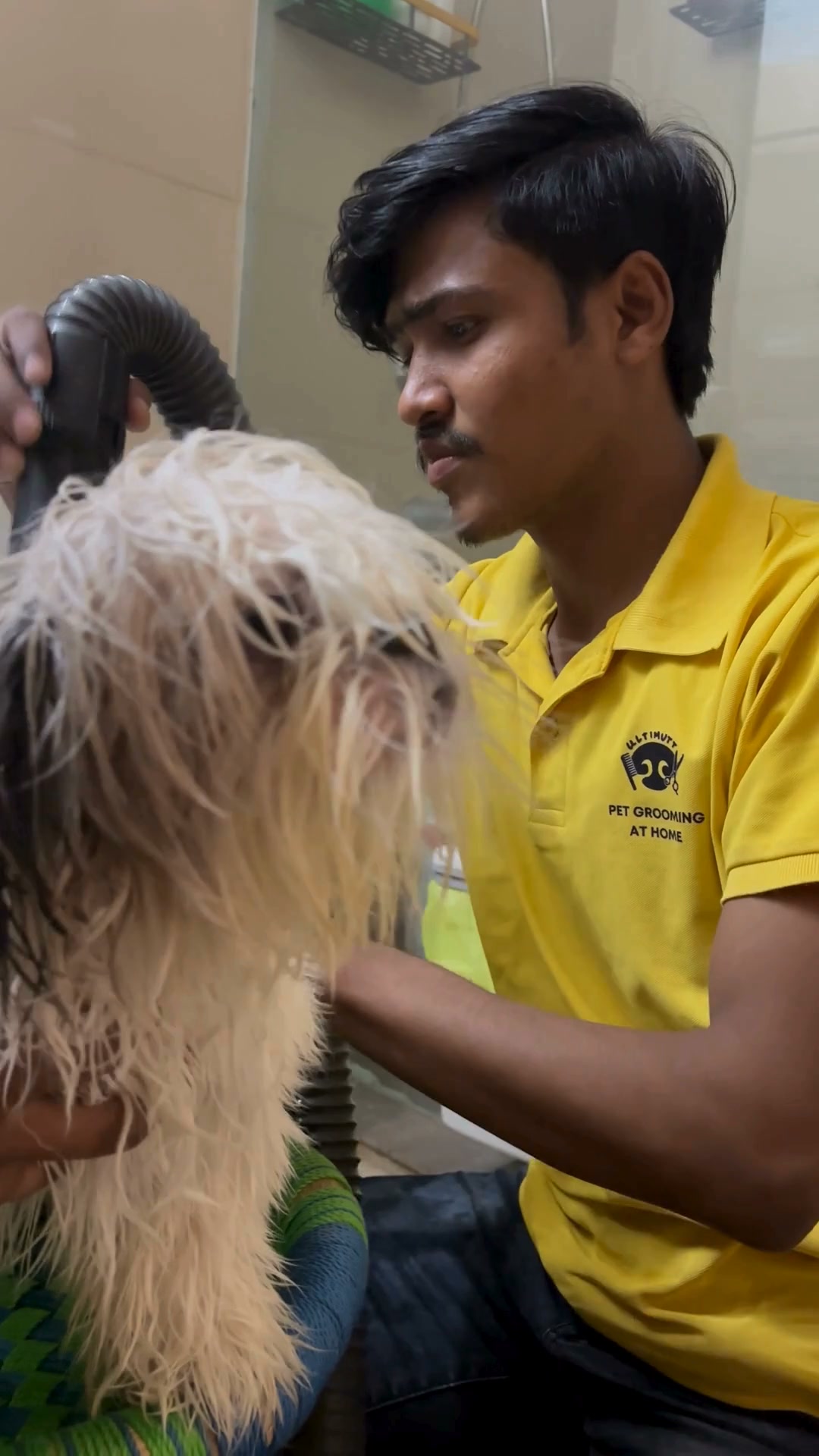 Ultimutt Pet services Facebook ad: Best rated home groomers for Dogs & Cats!