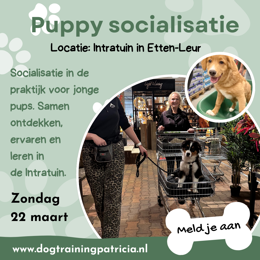 Hondenschool Dogtraining Patricia Facebook ad: Workshop Puppy Socialisatie (praktijk)