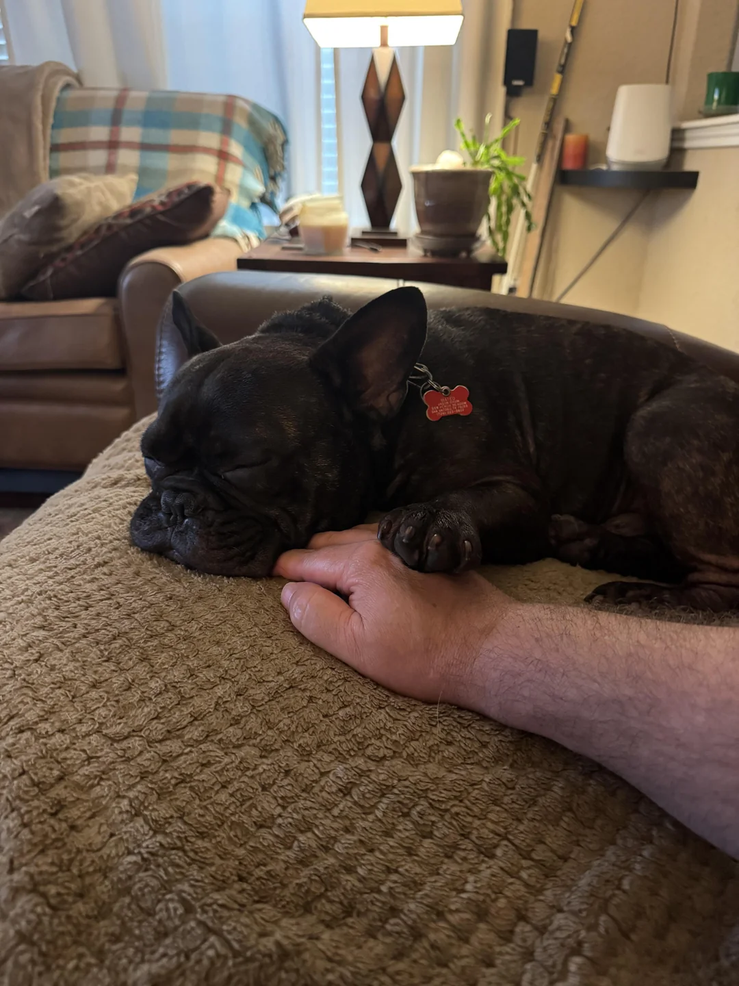 The Brachycephalic Blog Facebook ad
