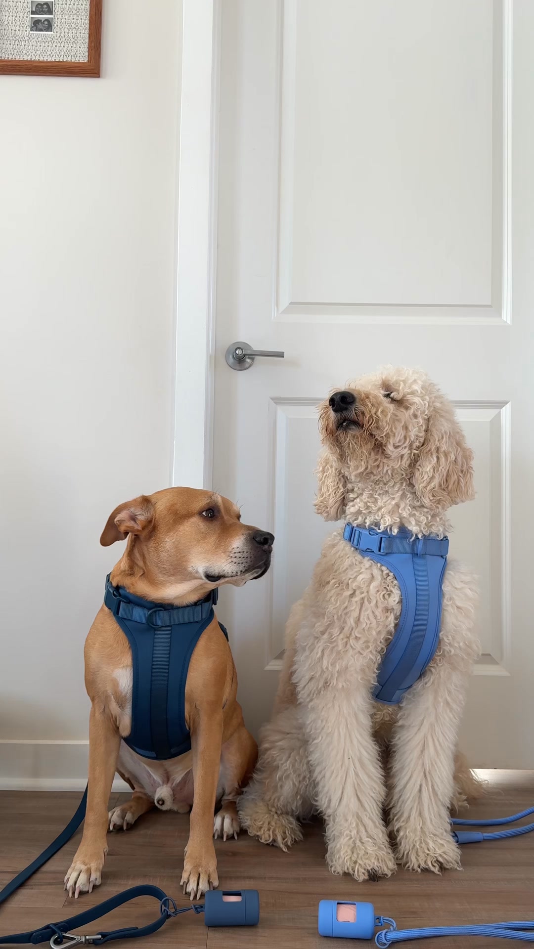 Wild One Facebook ad: Cute Essentials for Cute Pups