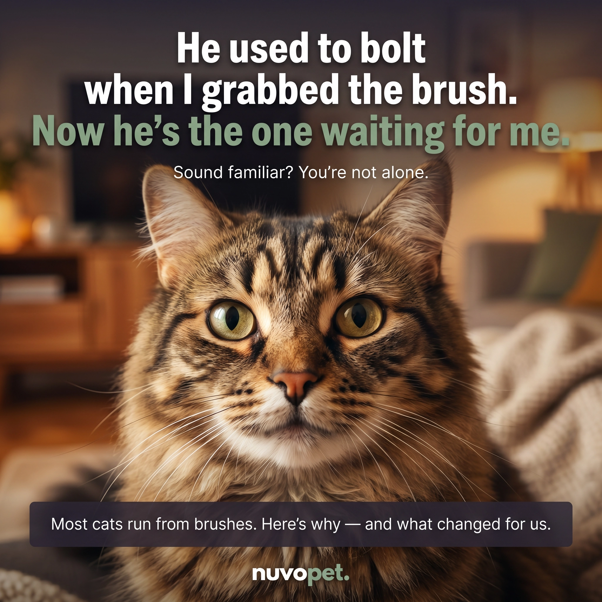 Nuvopet Facebook ad: Quebec's #1 cat brush. Now your cat's favourite moment.
