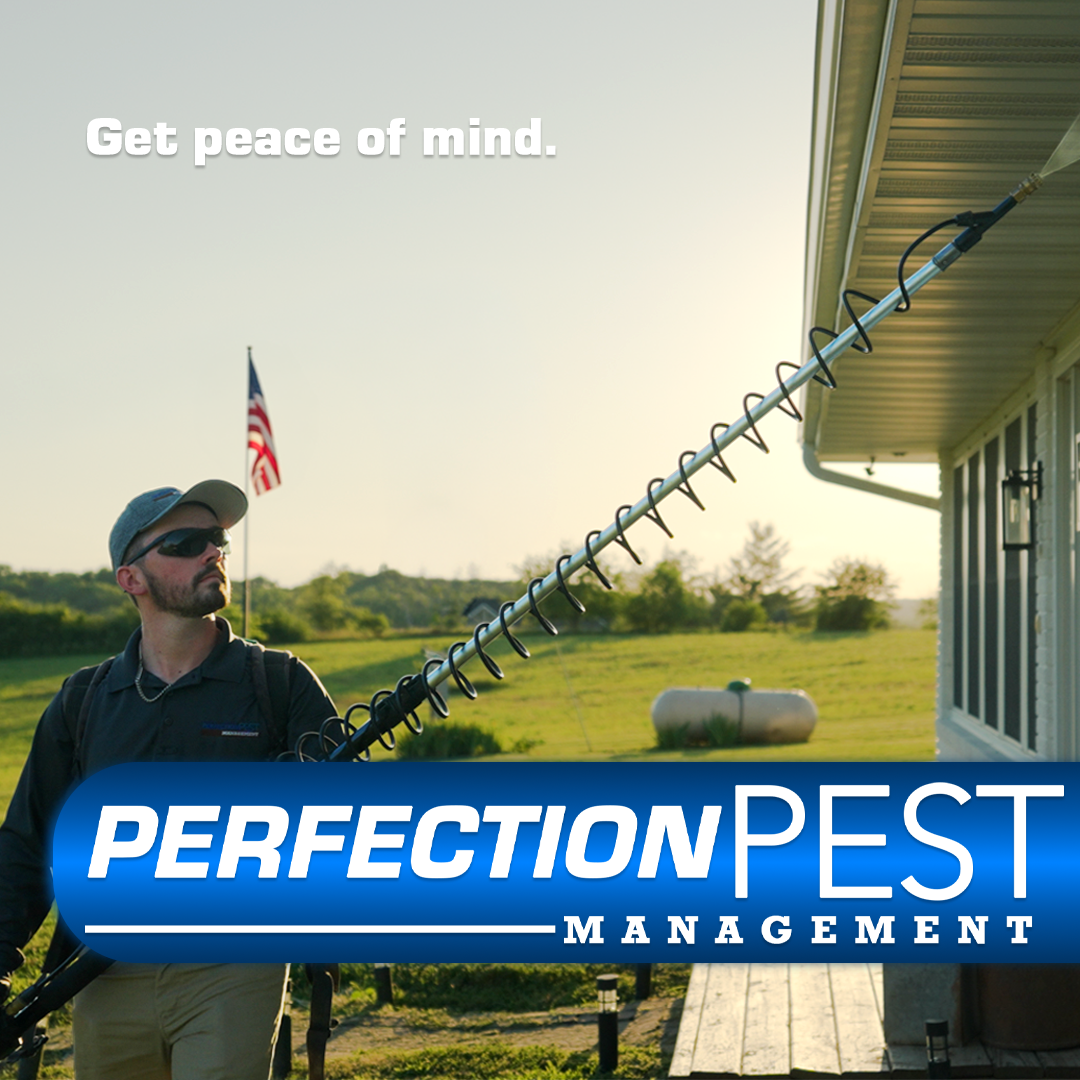 Perfection Pest Management Facebook ad: Perfection Pest Management - Home