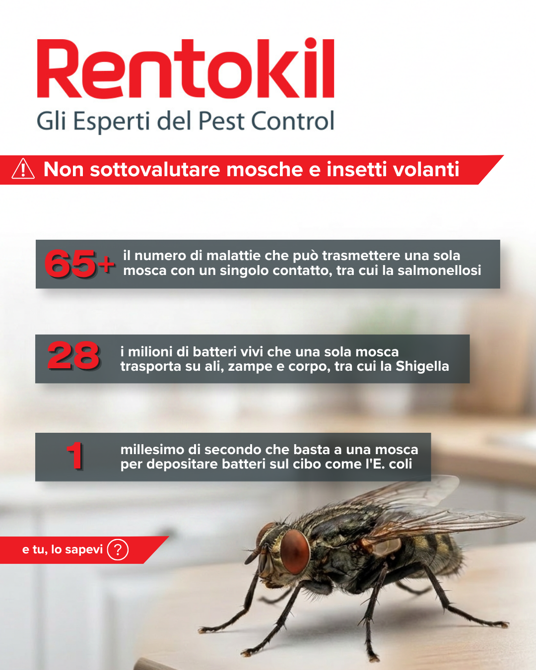 Rentokil Italia Facebook ad: Non sottovalutare gli insetti volanti.