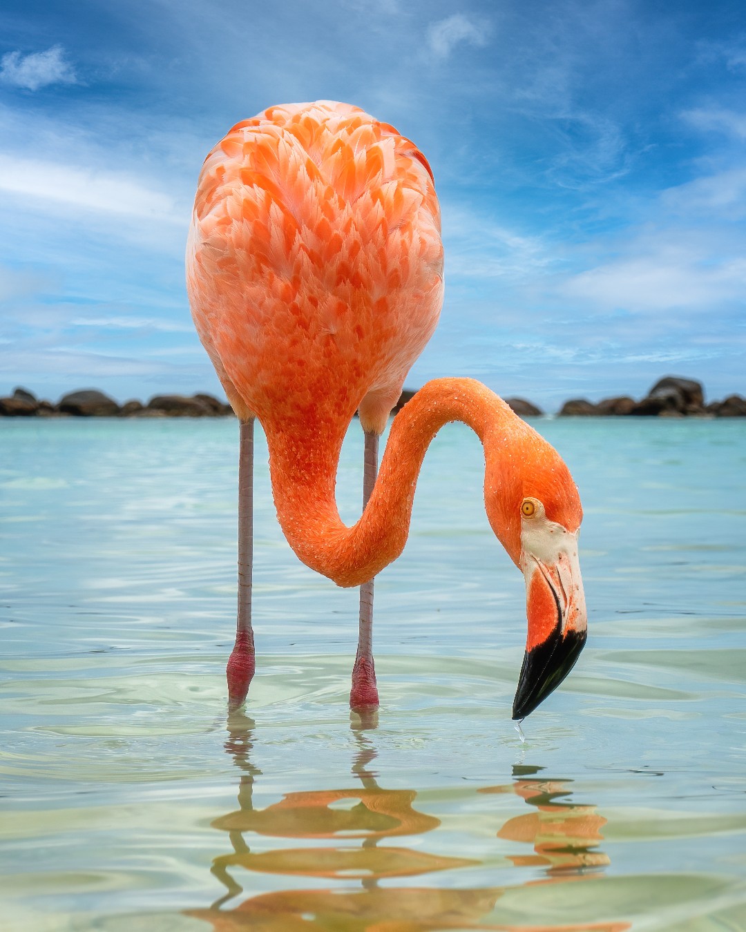Mutual of Omaha's Wild Kingdom Facebook ad