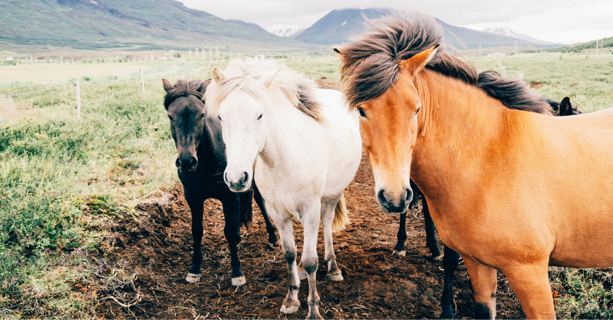Clinical State Veterinarians Nkomazi Facebook ad: At the Nkomazi State Vet, your animals' health…