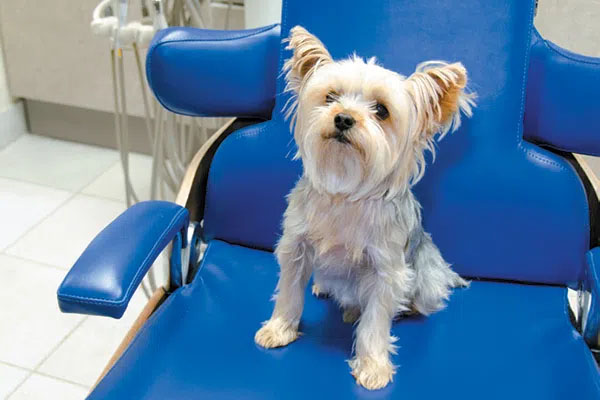 Tuggerah Animal Hospital Facebook ad