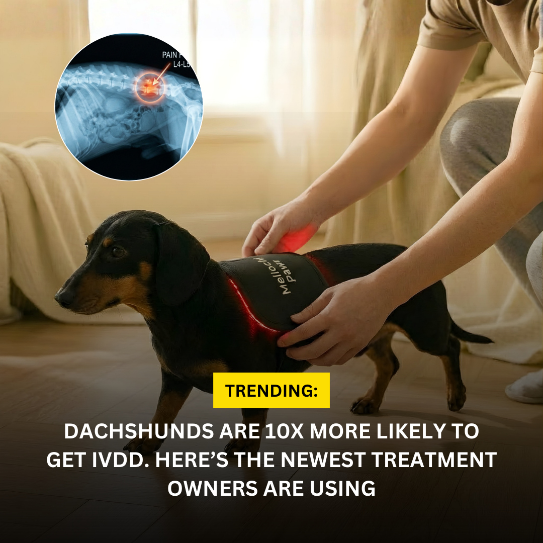 Mellochi Facebook ad: The Simple Treatment Giving Dogs Their Spark Back