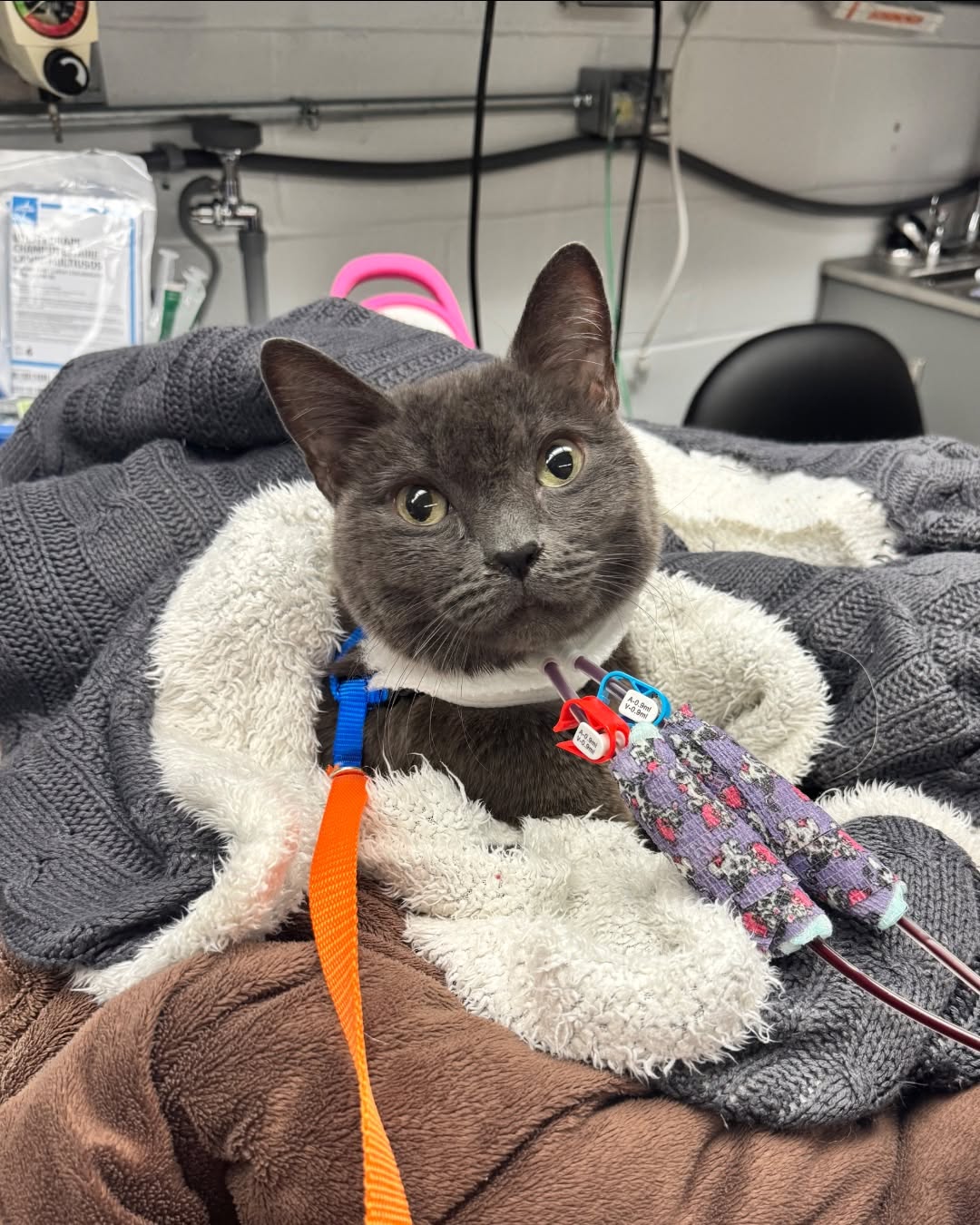 Dr. Lauren Mitchell, DVM Facebook ad: I'm a vet. This is what actually worked.