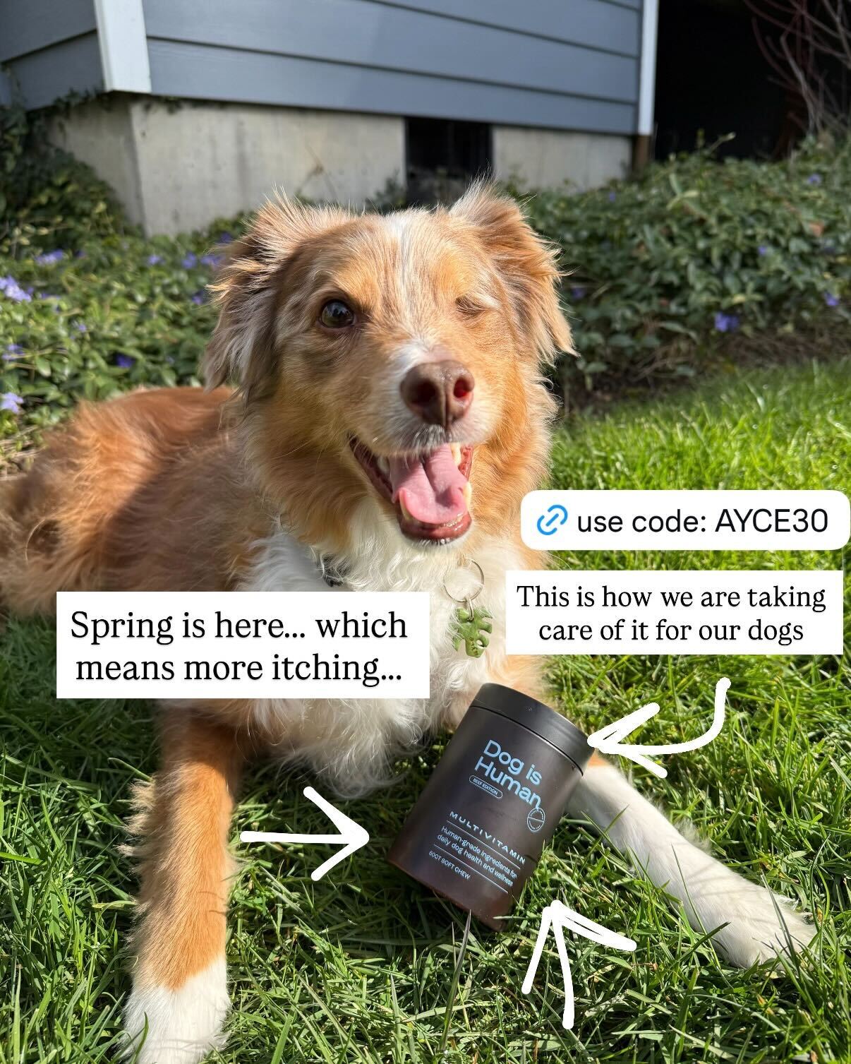Dog is Human Facebook ad