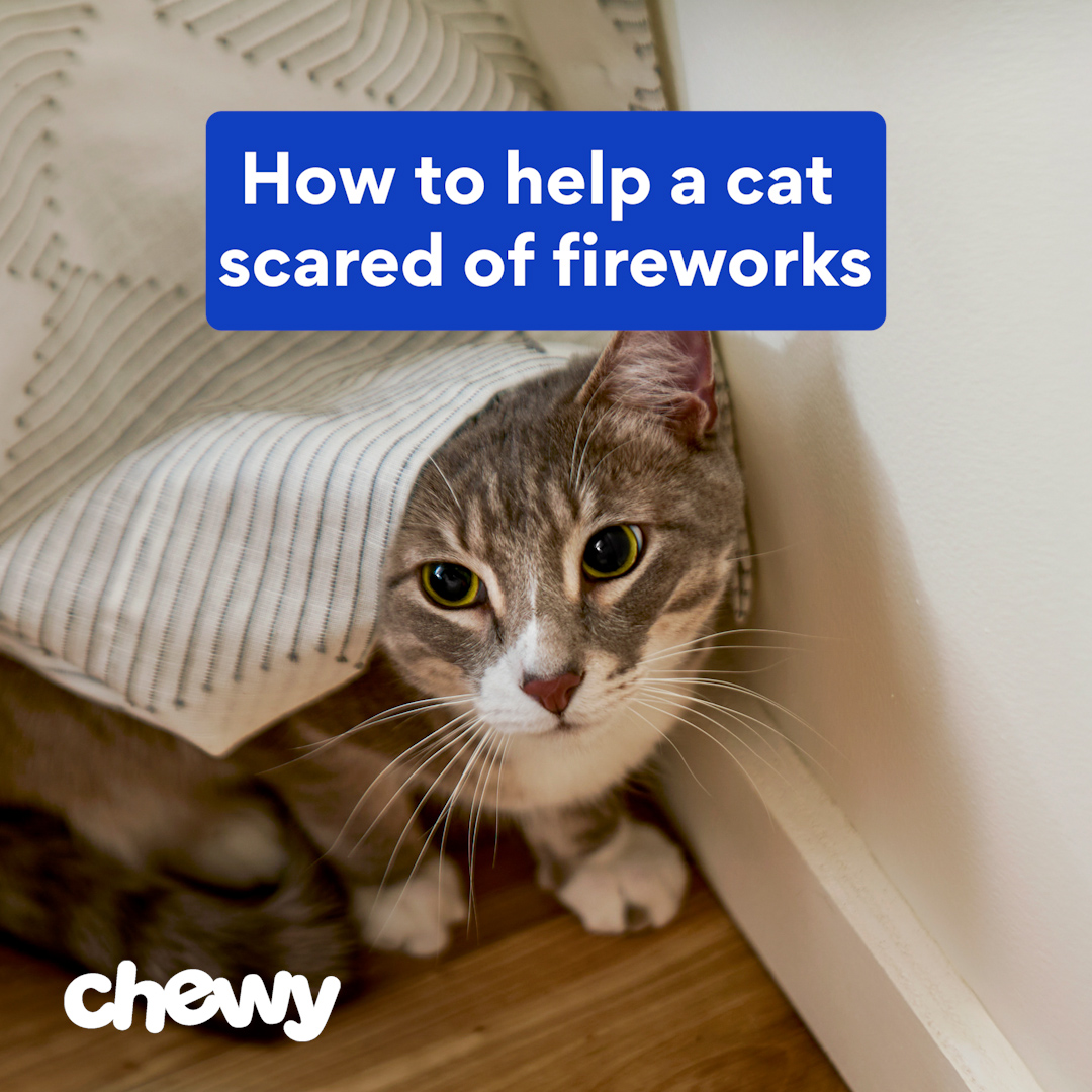 Chewy Facebook ad