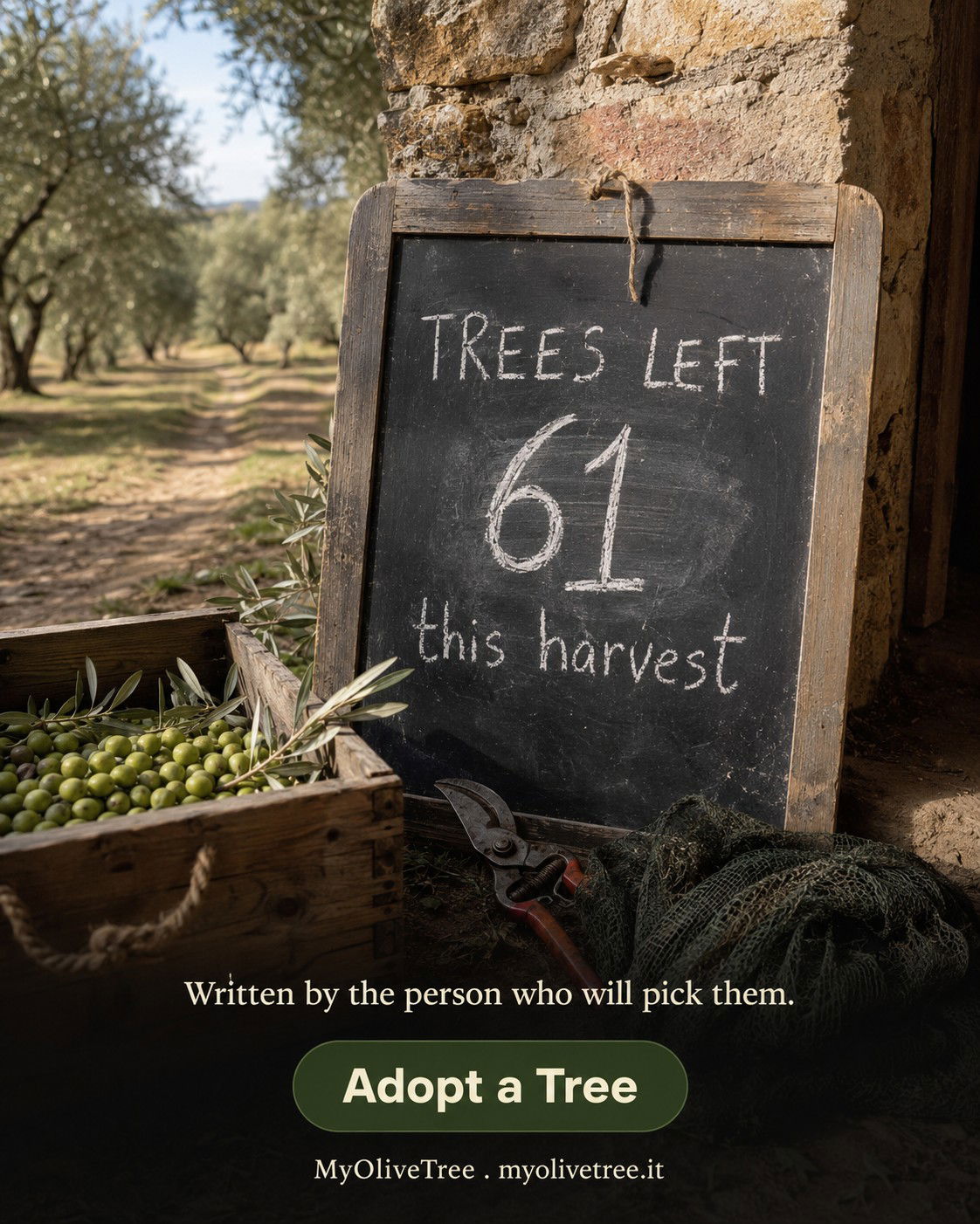 My Olive Tree Facebook ad: Only a few available!