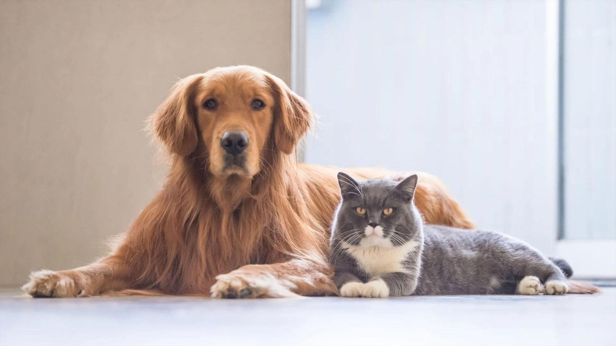 Veterinary System Services, Inc. Facebook ad