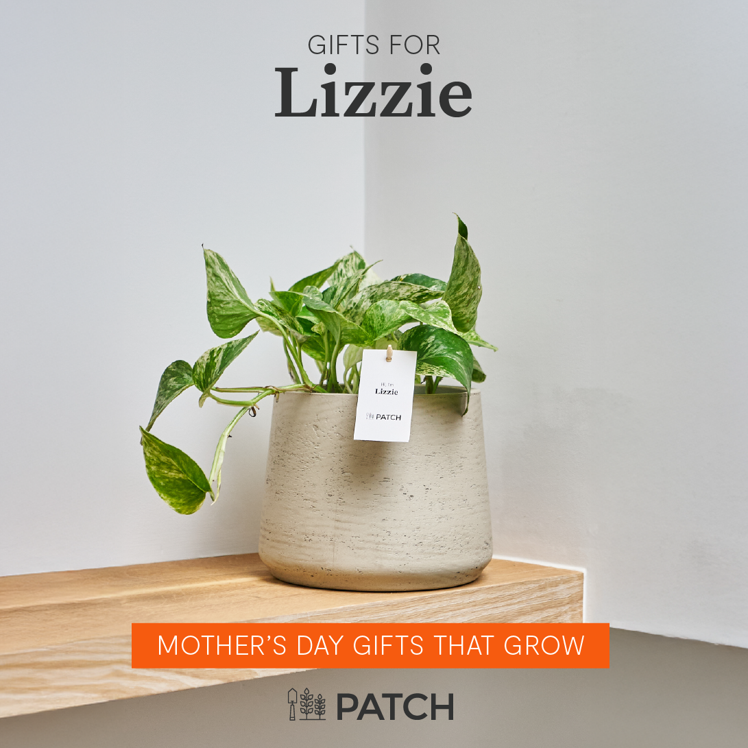 Patch plants Facebook ad
