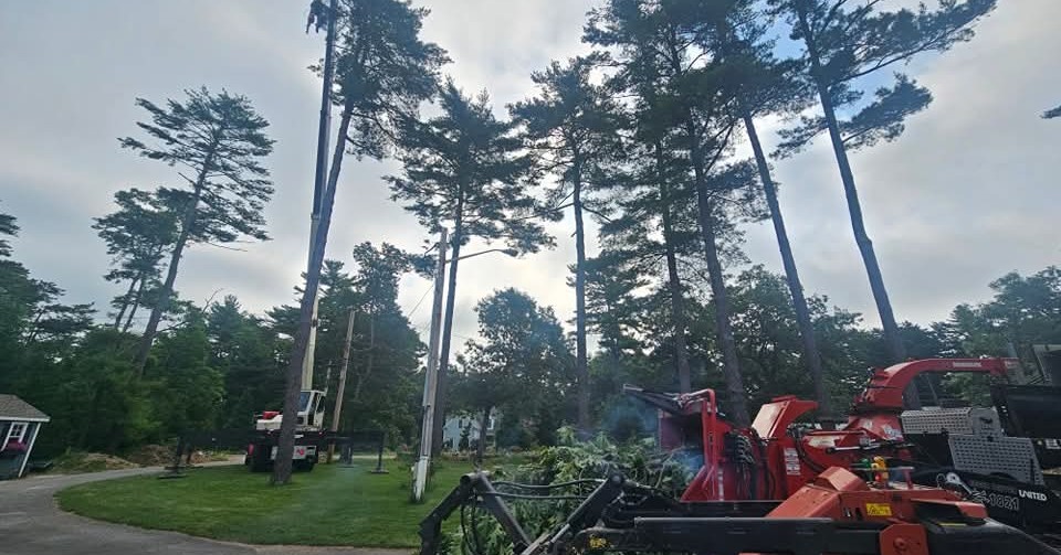 Robinson & Family Tree Service Facebook ad: Safe tree removal with crane and bucket truck…