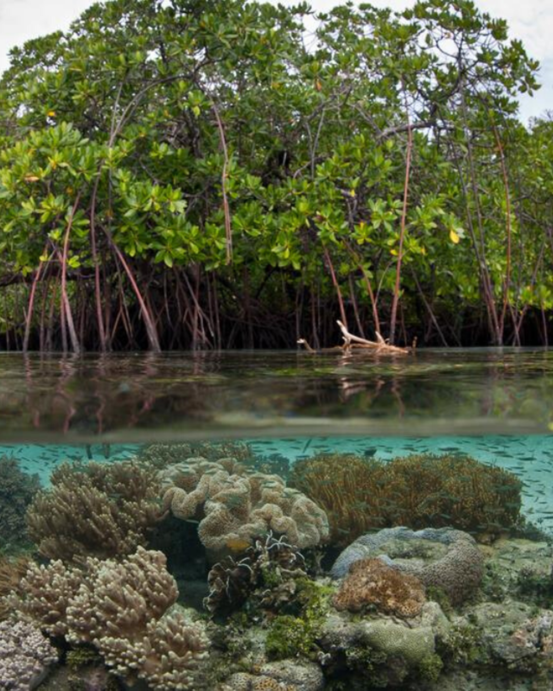 Virgin Islands Ecotours Facebook ad: Virgin Islands Ecotours | Enjoy USVI Tours: Kayak, Hike, &…