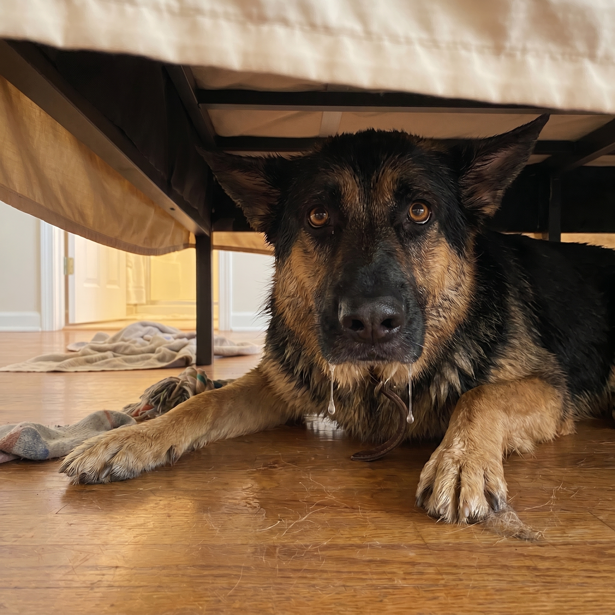 The Dog Mom Diary Facebook ad: Read this if your dog hates bath time.