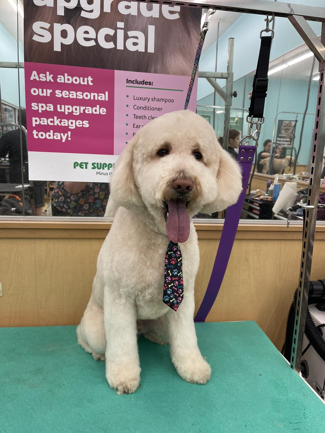 Alicia the Groomer Facebook ad: 20% off grooming until the 28th!