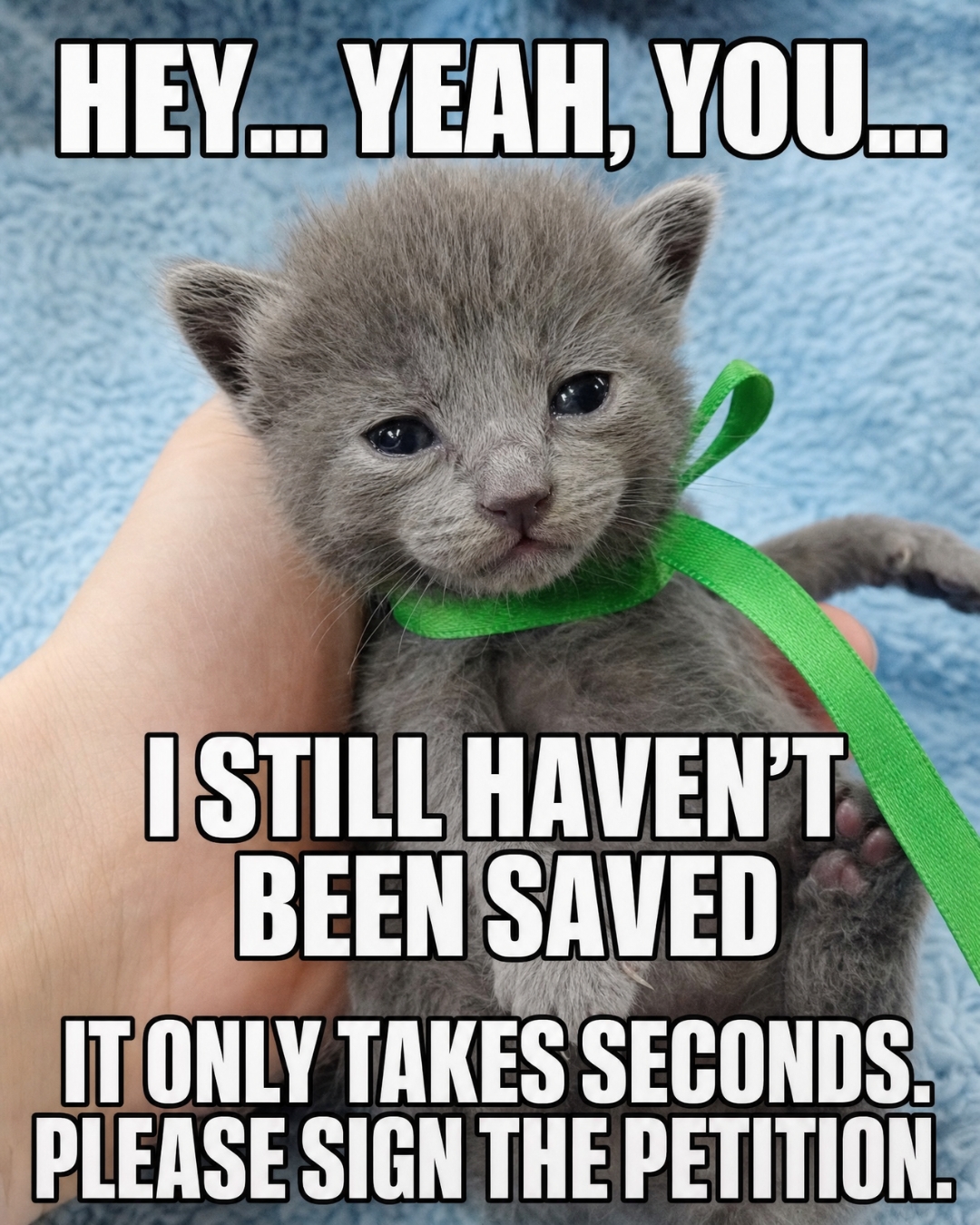 iHeartCats.com Facebook ad