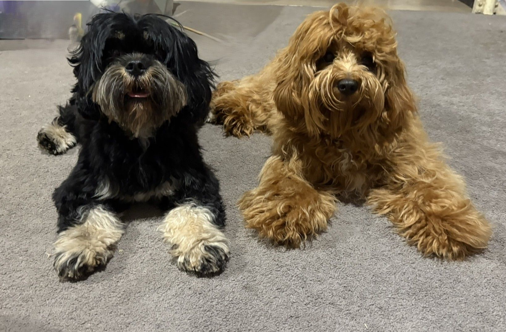Safrem Psychology & Mental Health Services Facebook ad: Sometimes the best regulation tool has four legs.