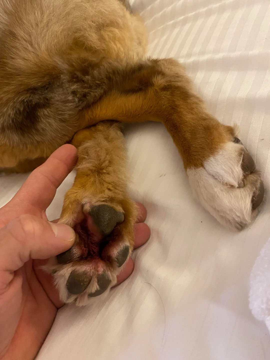 The Healthy Pet Parent Facebook ad