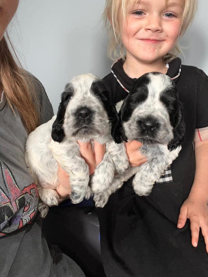 Craythorne kennels-Honeyreds Facebook ad: We are a crazy animal family in the…
