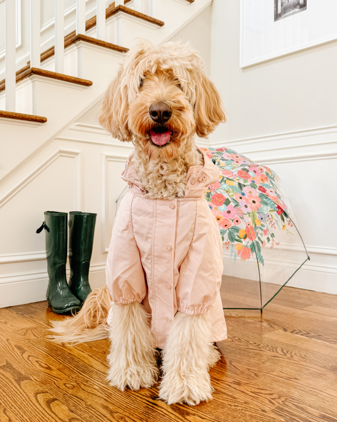 The Foggy Dog Facebook ad