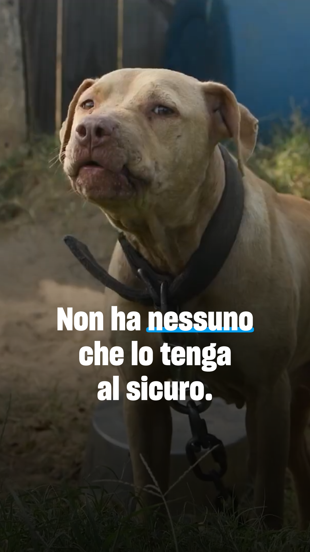 Humane World for Animals Italia Facebook ad