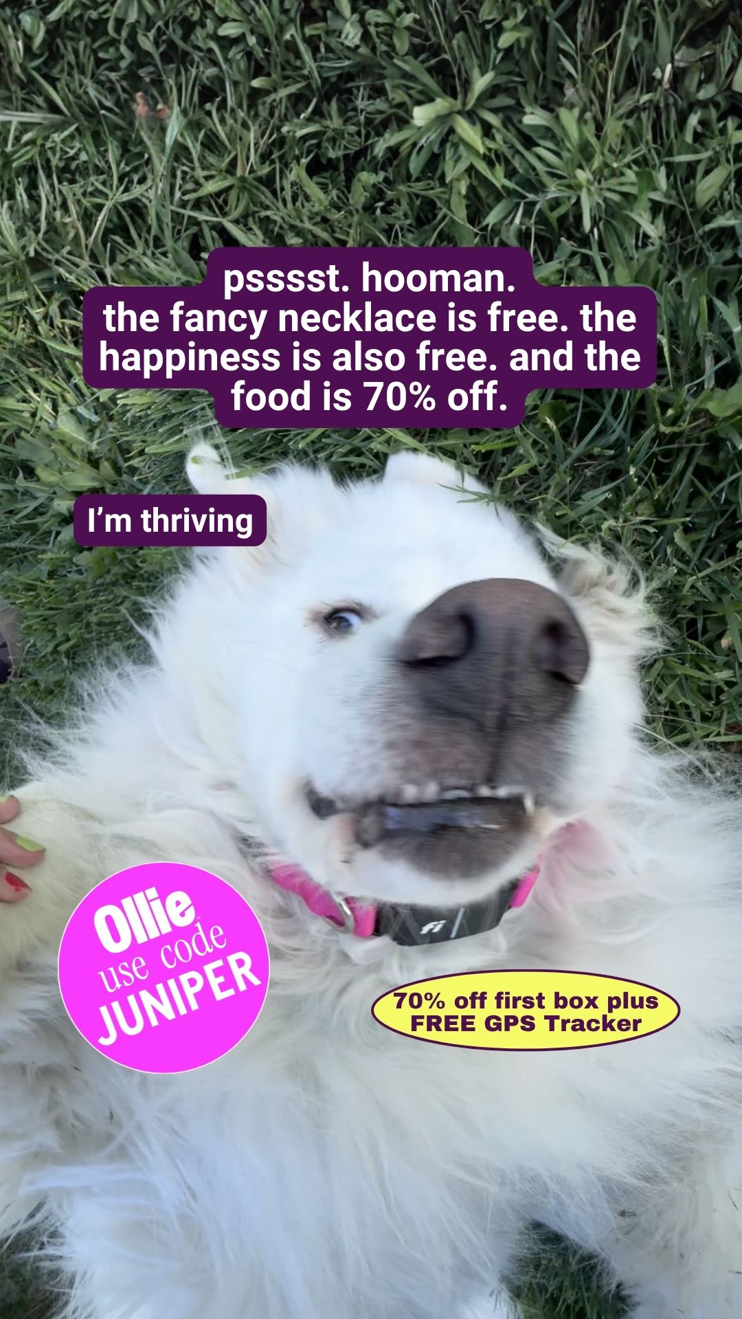 Juniper- The best online community for dog parents Facebook ad