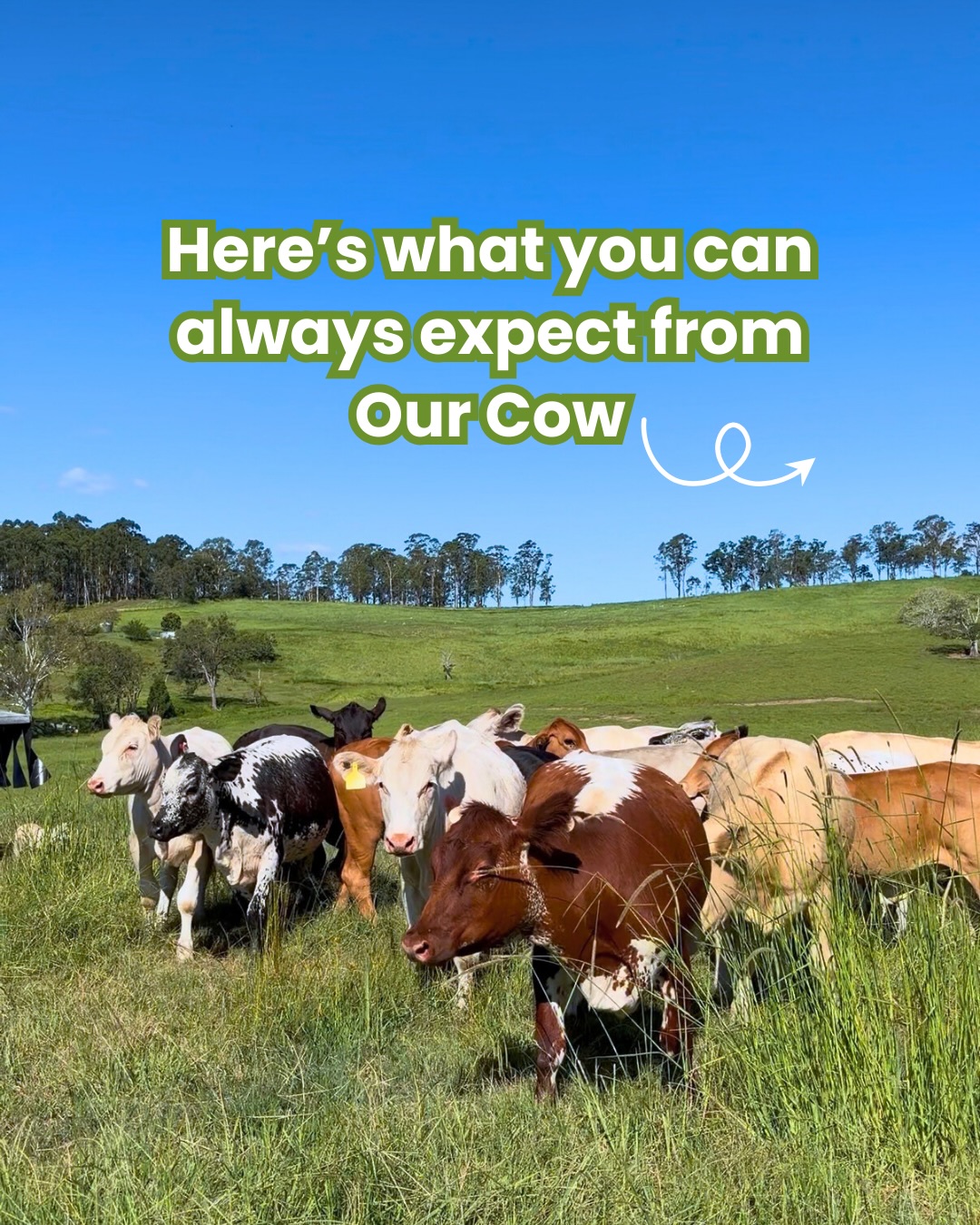 Our Cow Facebook ad