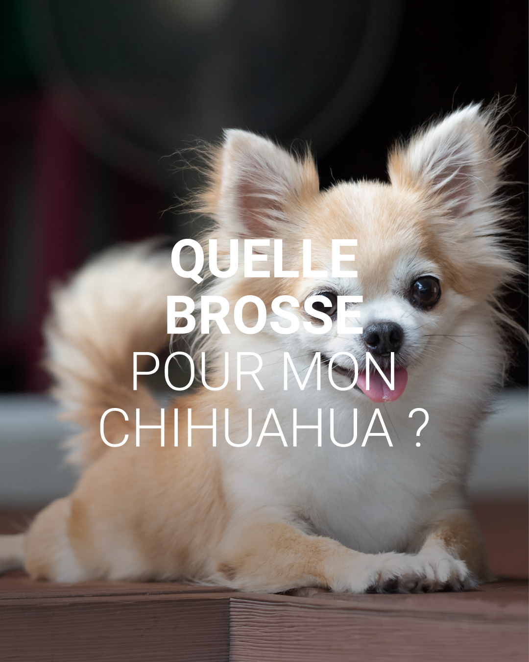 Furminator France Facebook ad: Alors, quelle brosse pour votre chihuahua?