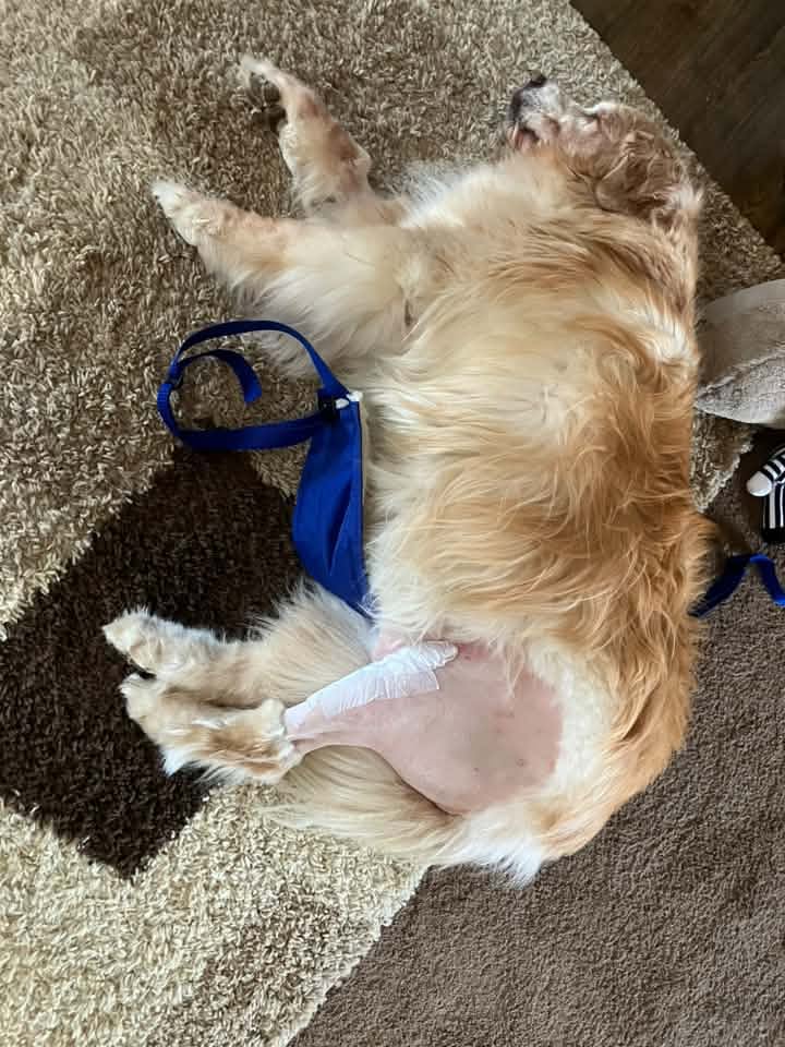 Carol Bennett Facebook ad: Why Your Dog’s TPLO Isn’t Healing.