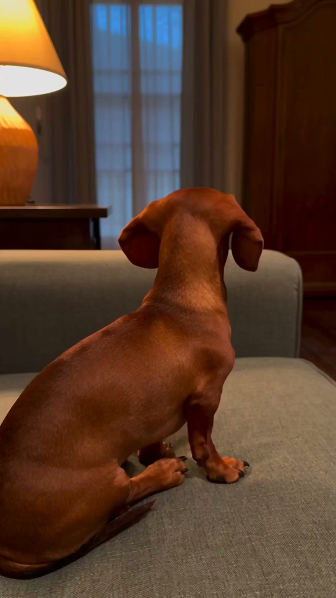Petifo Facebook ad: Mensajes de tu perro cuando sales