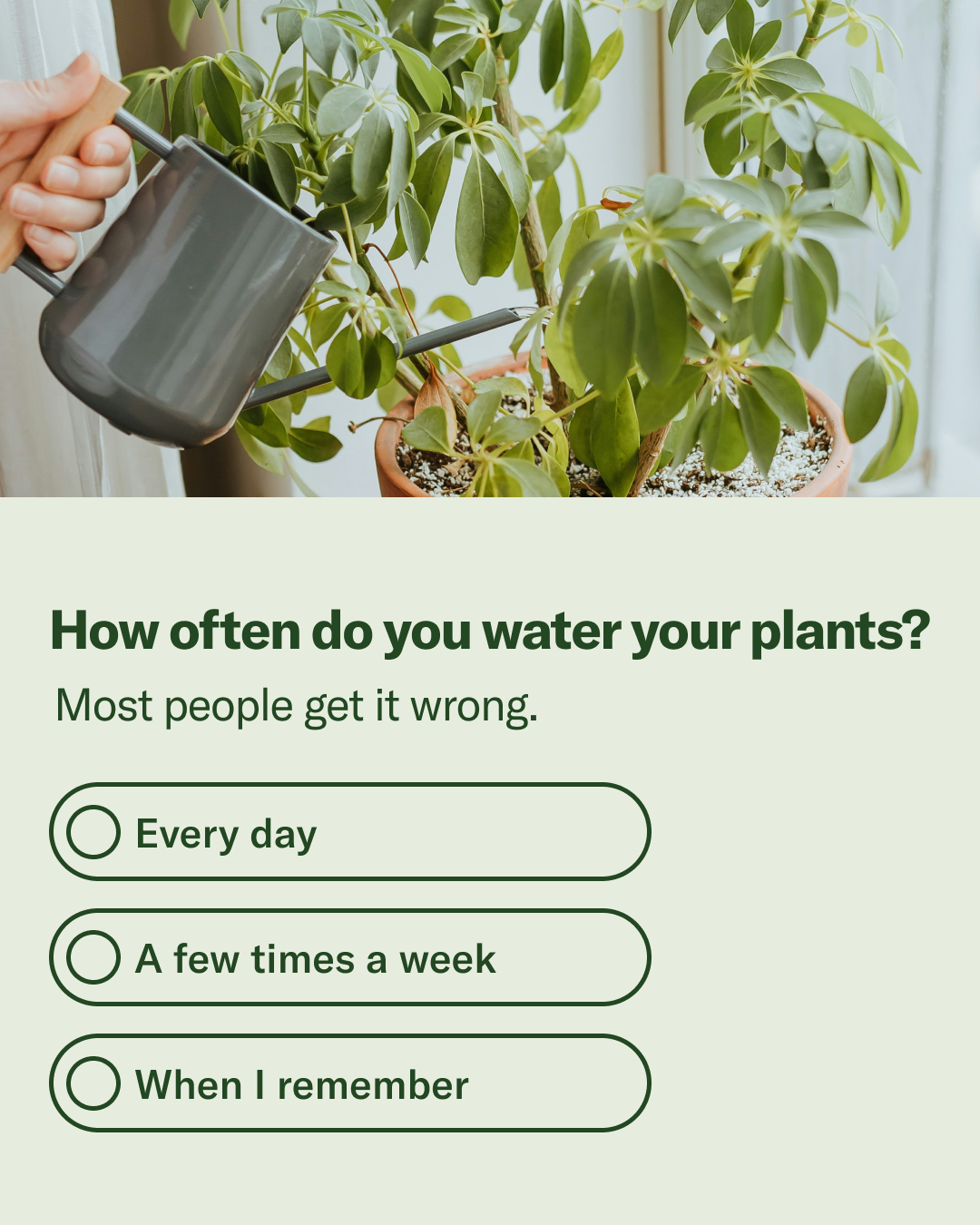 Planta Facebook ad