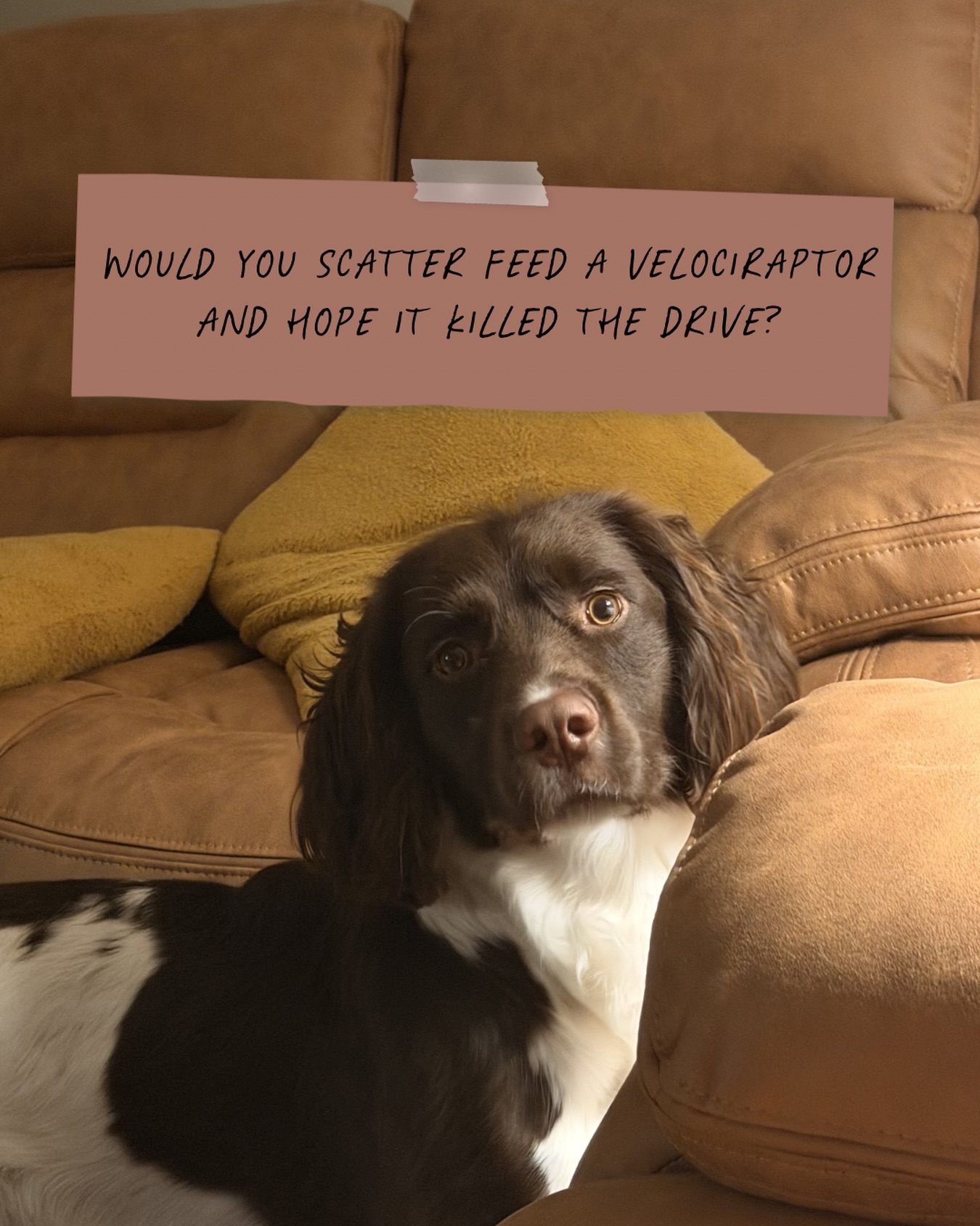 The Ladies Working Dog Group Facebook ad: When you look into your gundog’s eyes you…
