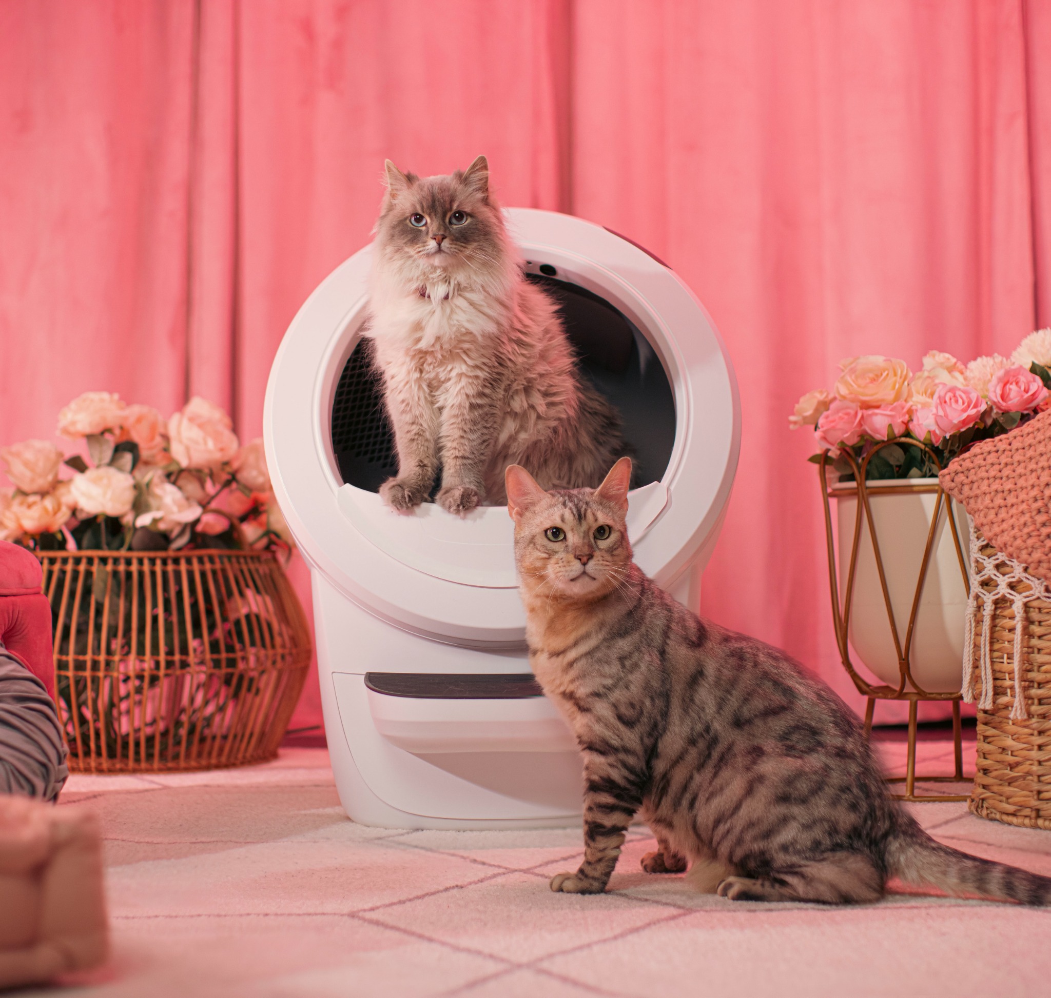 Whisker Facebook ad