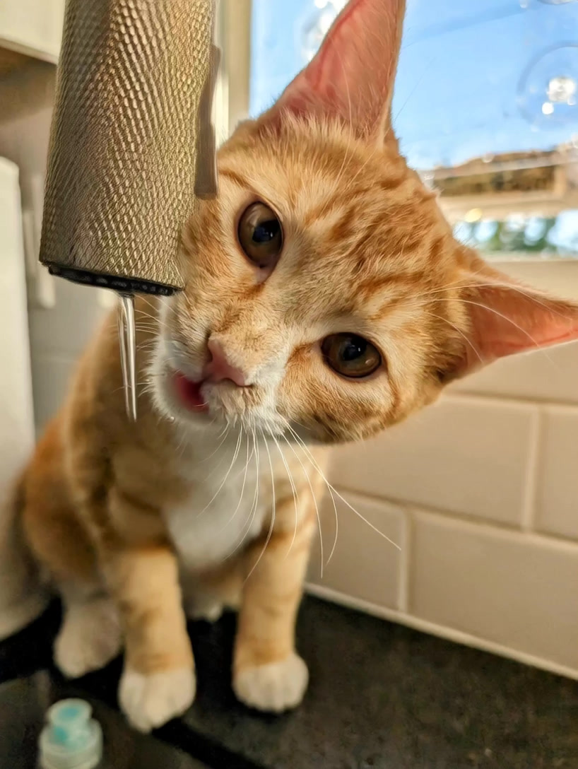 Cat Wellness Journal Facebook ad: Read if your senior cat is slowing down