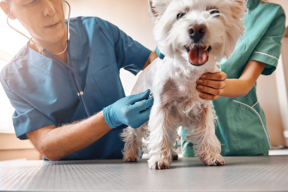 Spay Neuter Clinic: Chandler Facebook ad: Low-Cost Pet Wellness