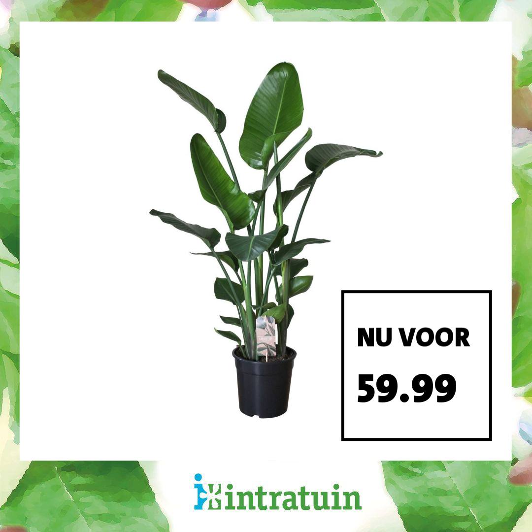 Intratuin Facebook ad